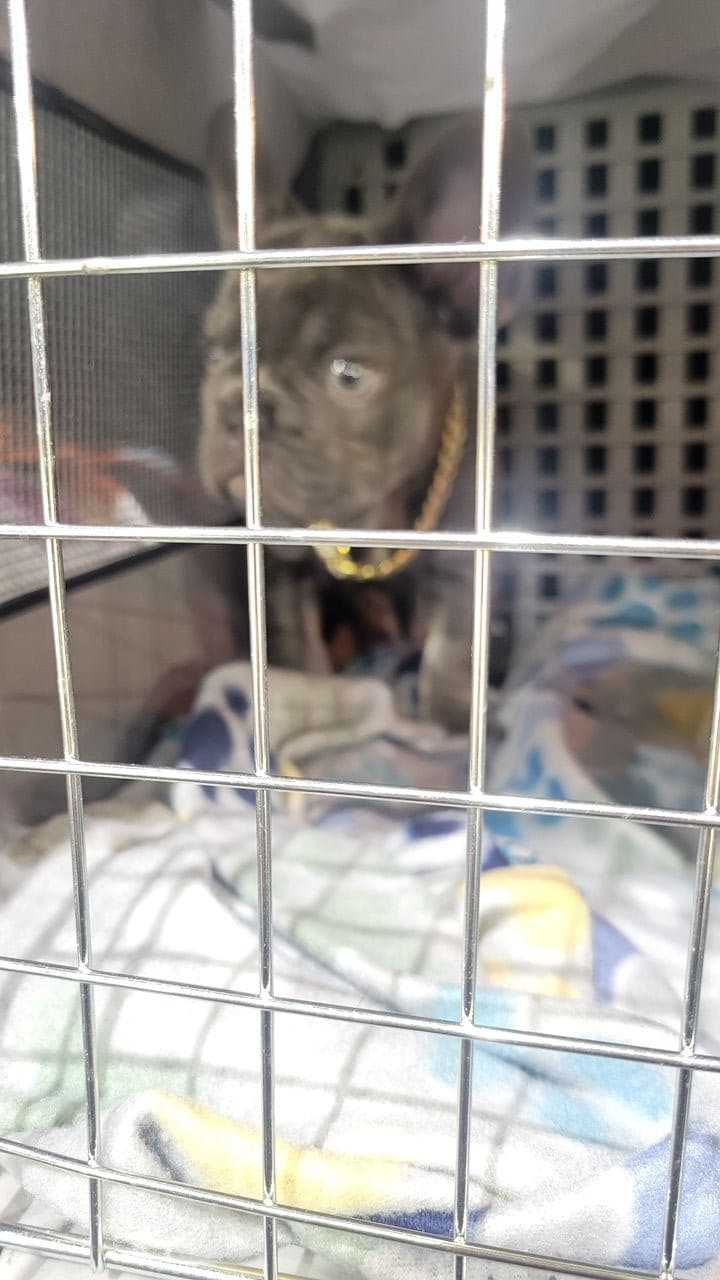Pet travel photo 1