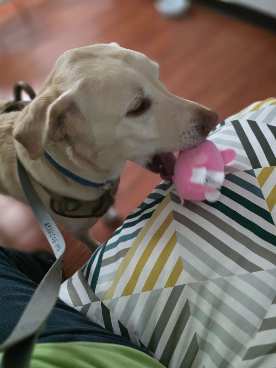 Pet travel photo 1