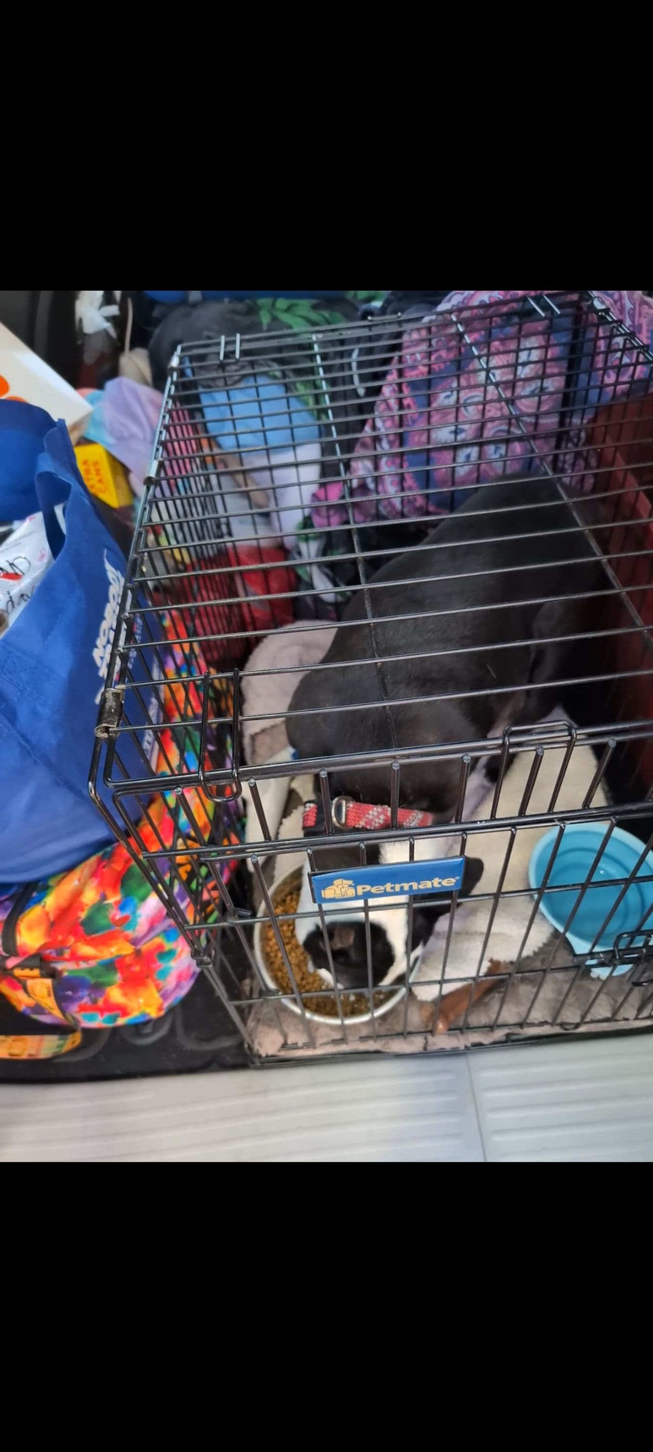 Pet travel photo 4