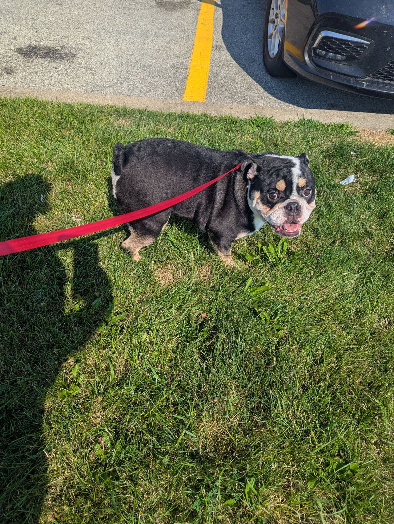 Pet travel photo 3