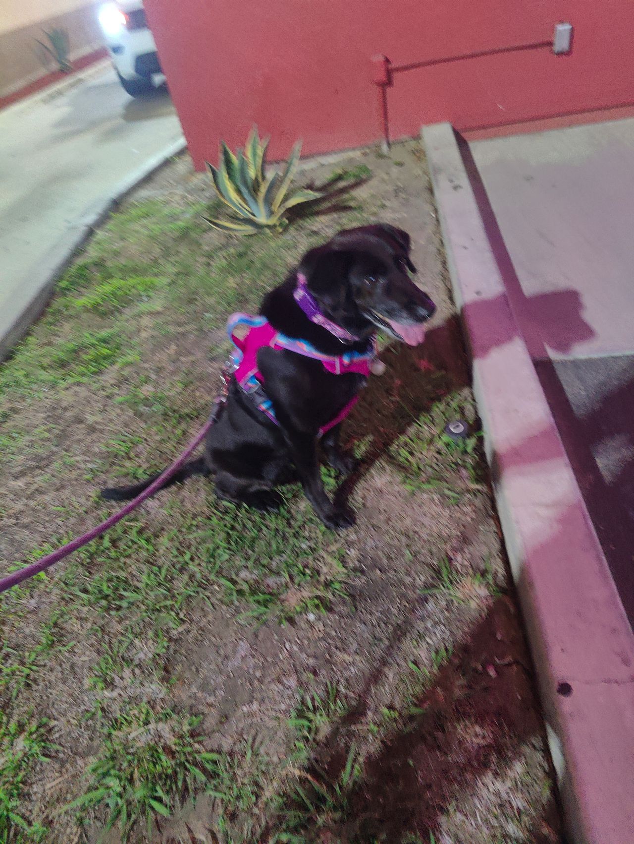 Pet travel photo 1