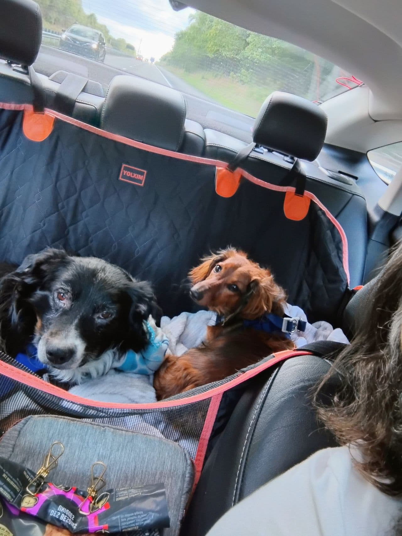 Pet travel photo 1