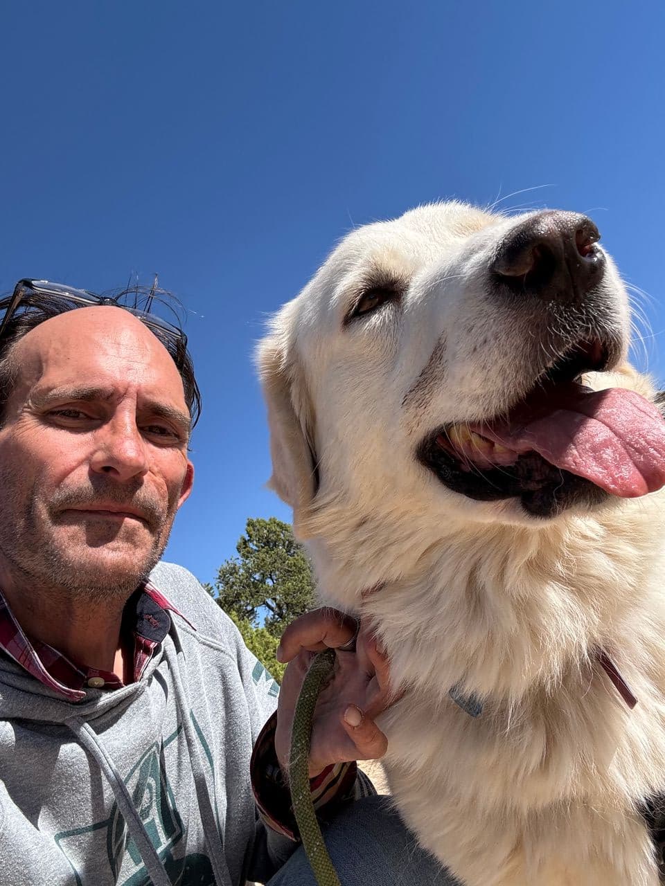 Pet travel photo 5