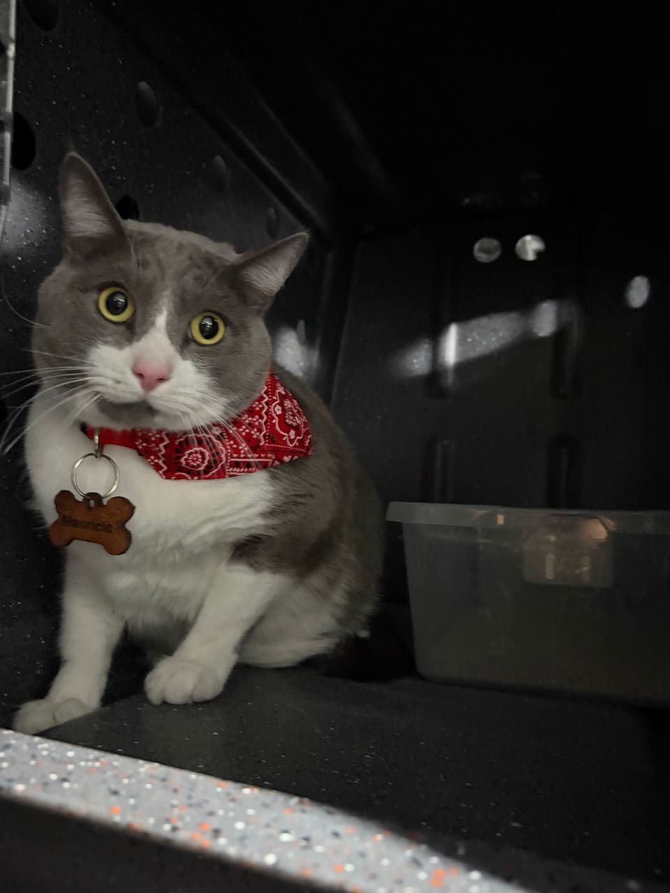 Pet travel photo 4