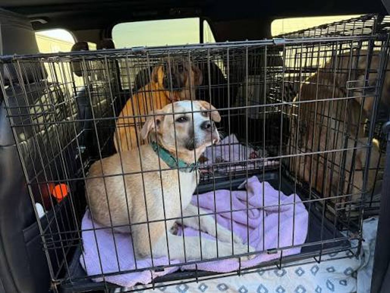 Pet travel photo 2