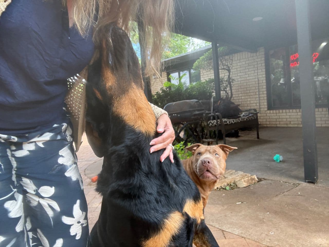 Pet travel photo 1