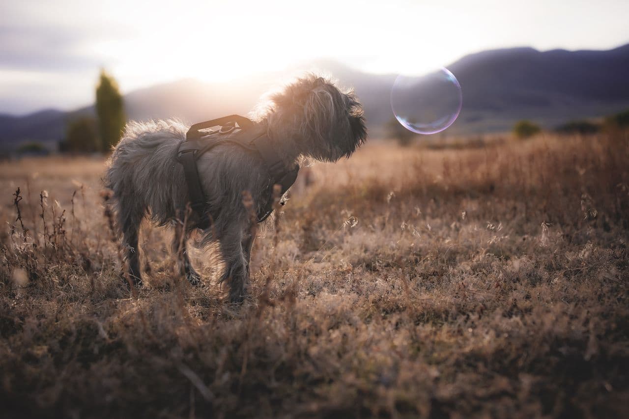 Pet travel photo 2