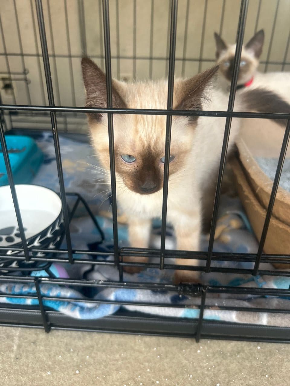 Pet travel photo 5