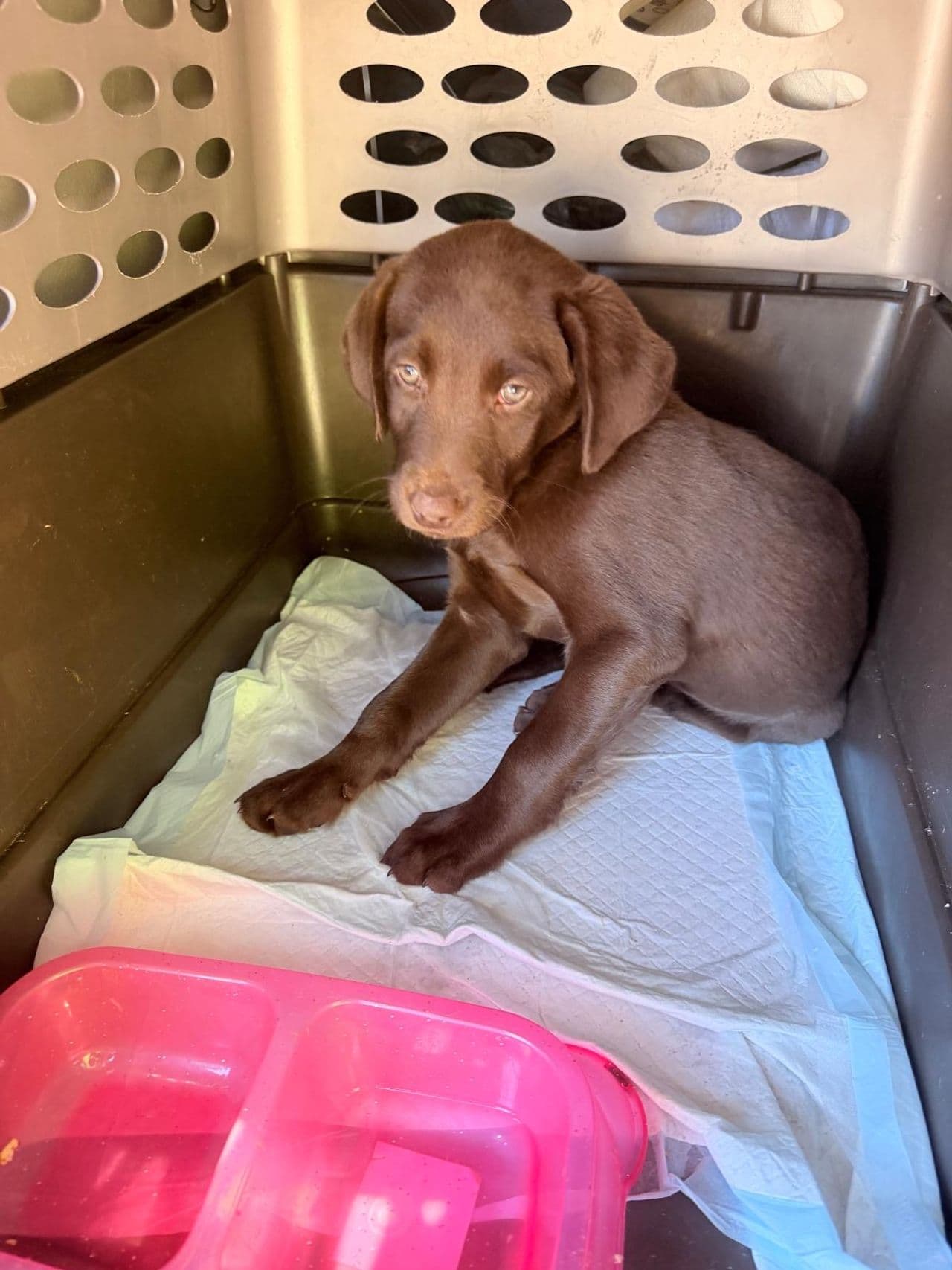 Pet travel photo 6