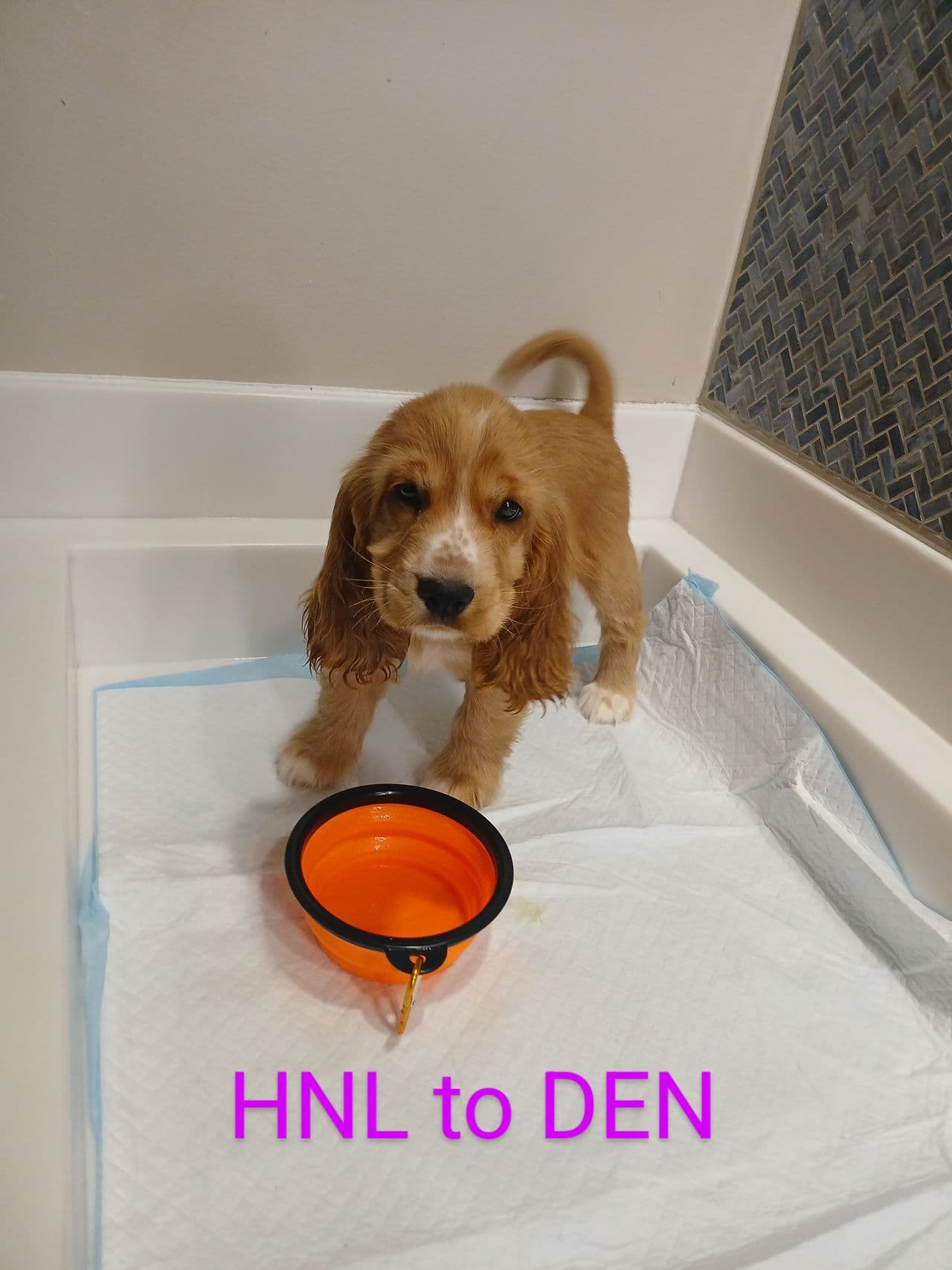 Pet travel photo 2
