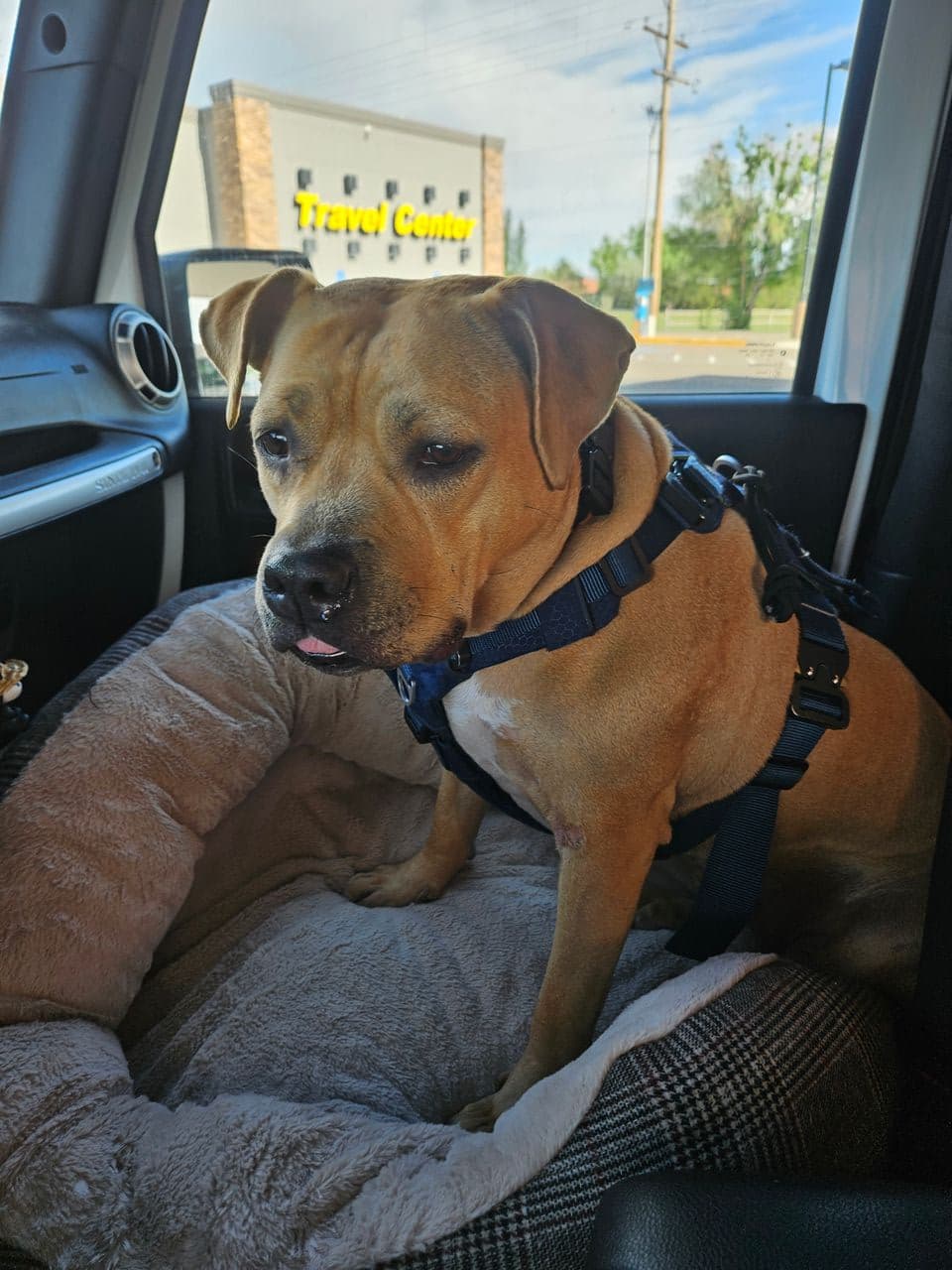 Pet travel photo 1