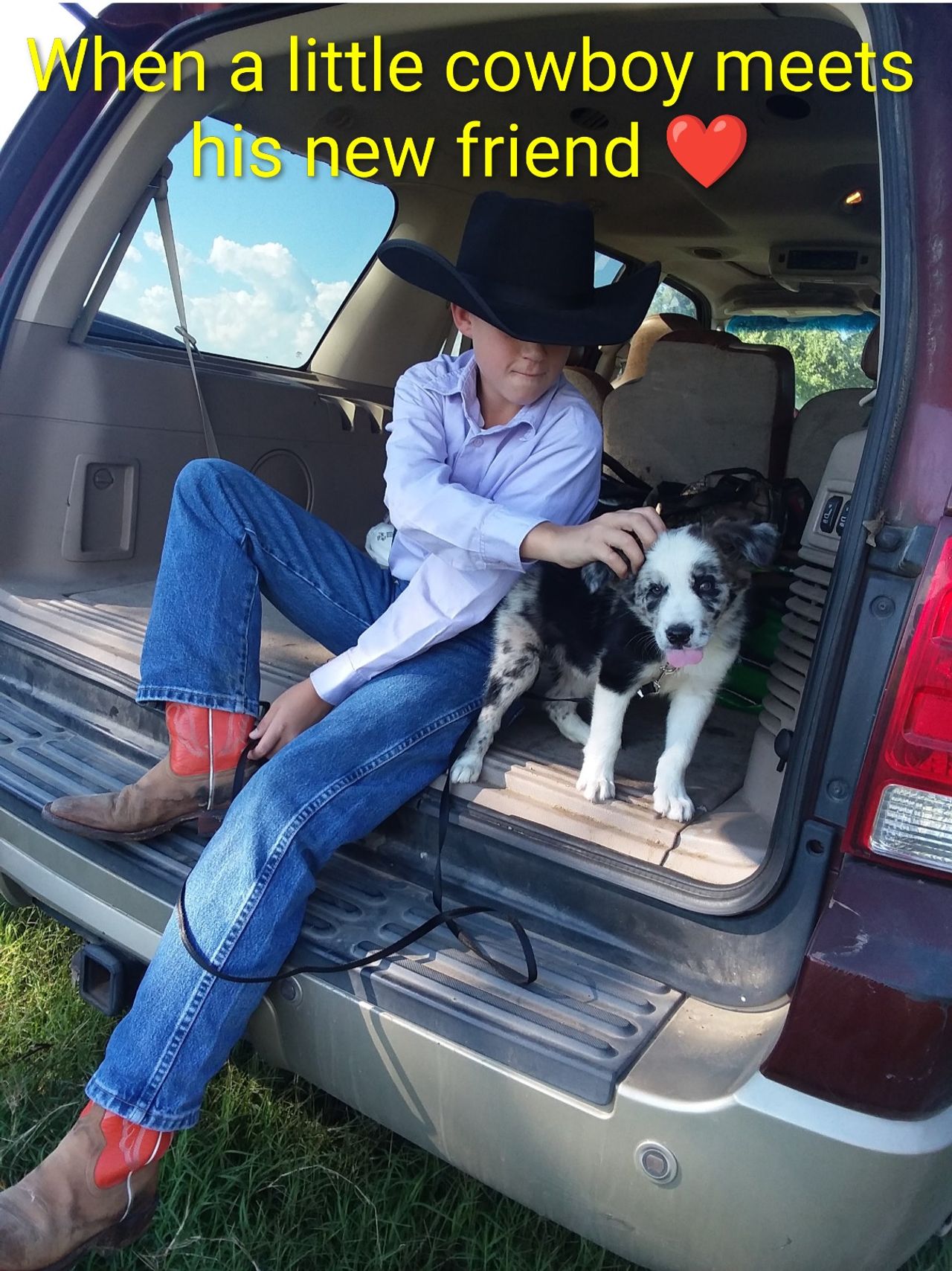 Pet travel photo 6