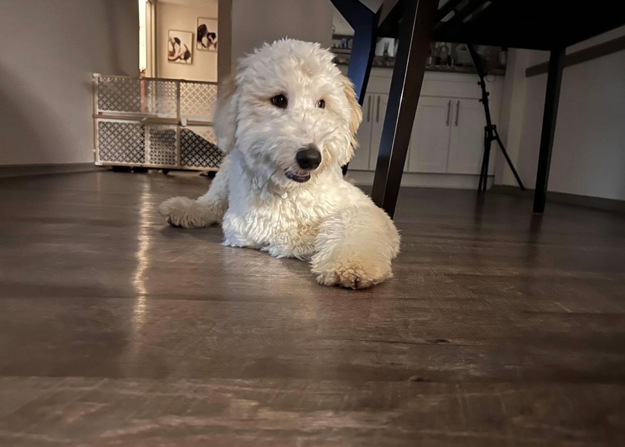 Pet travel photo 6