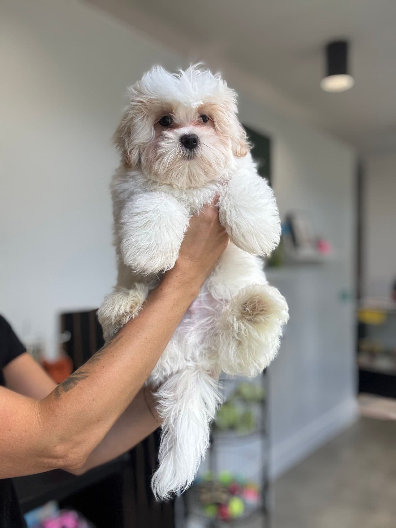 Pet travel photo 2