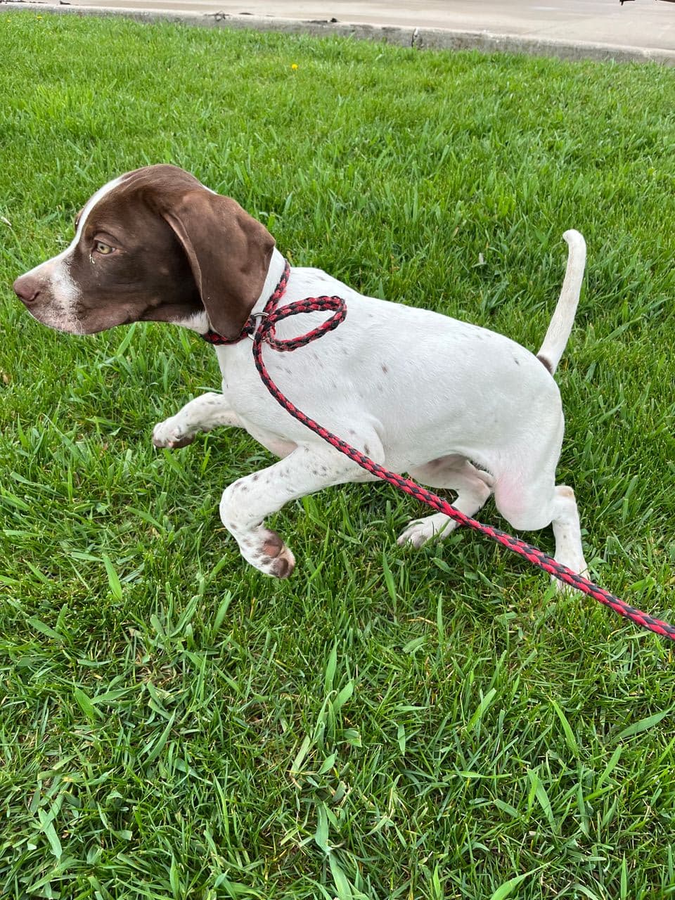 Pet travel photo 6
