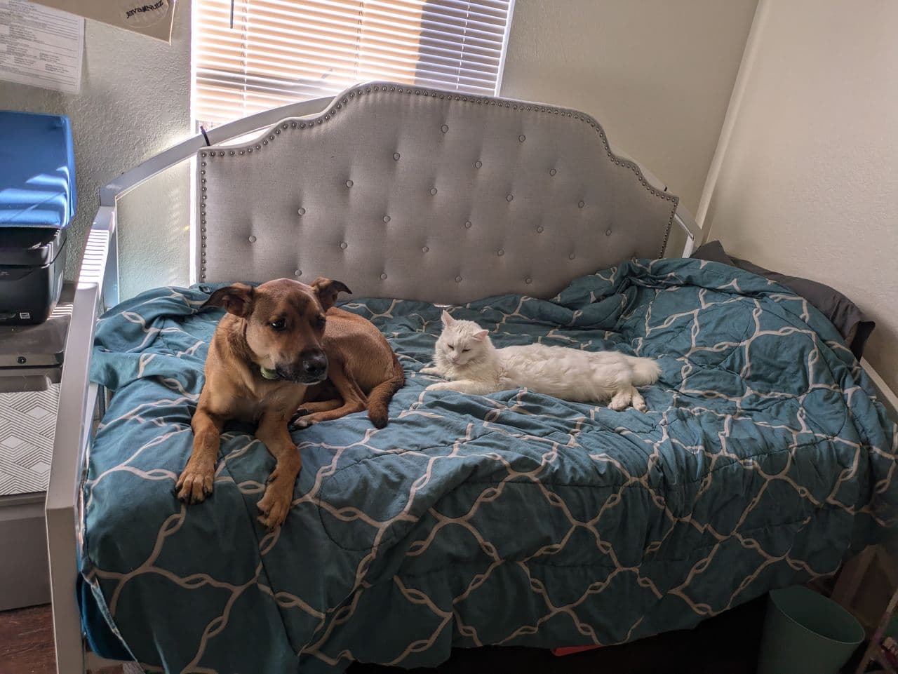 Pet travel photo 1