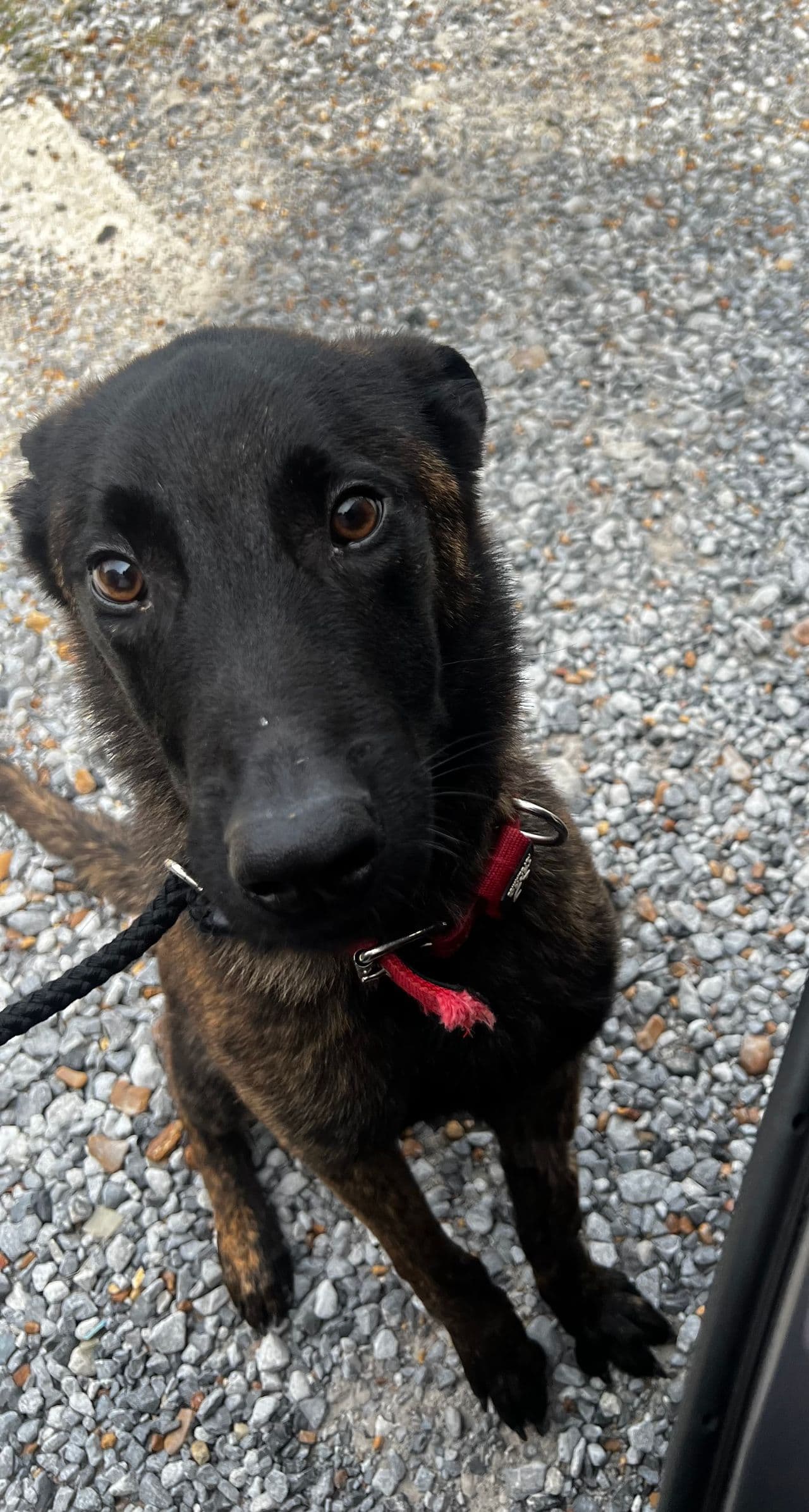 Pet travel photo 4