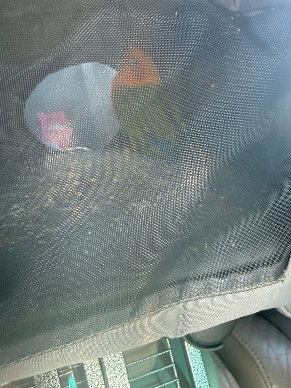 Pet travel photo 4