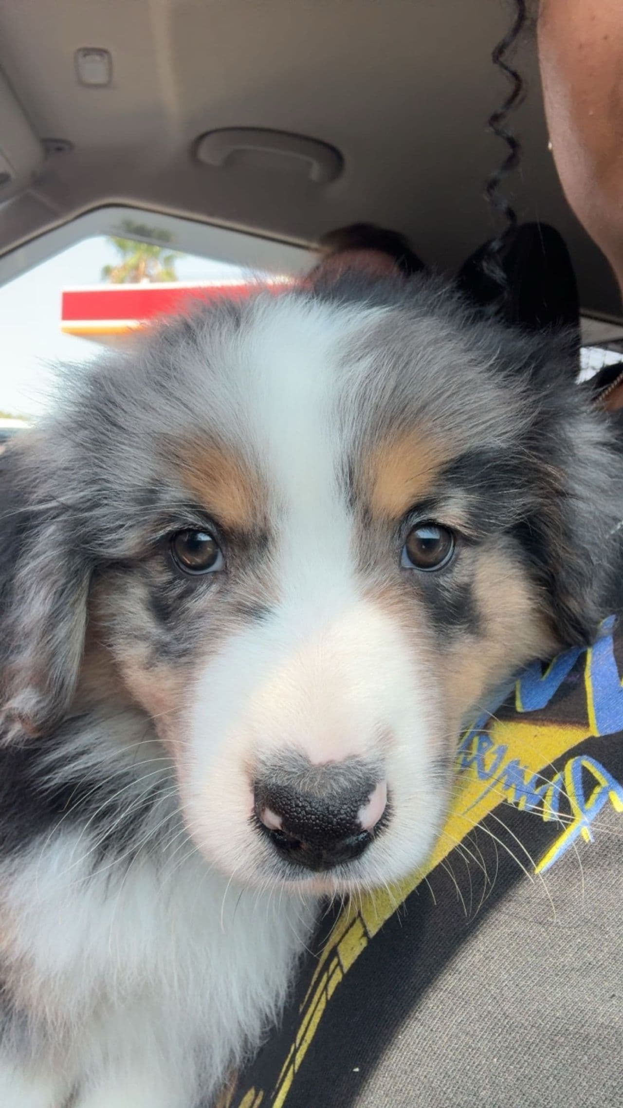 Pet travel photo 3