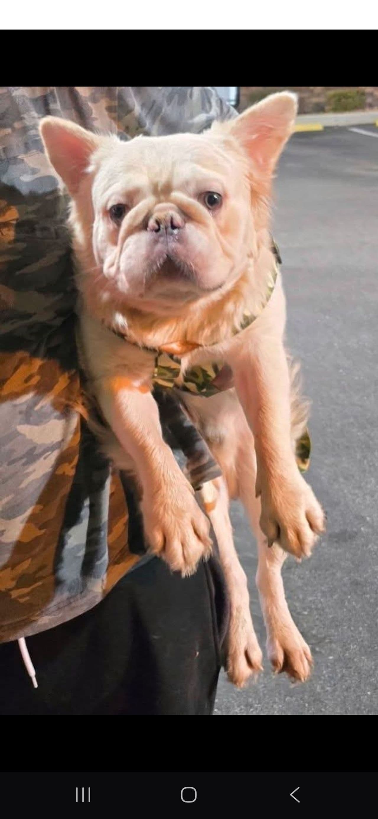 Pet travel photo 5