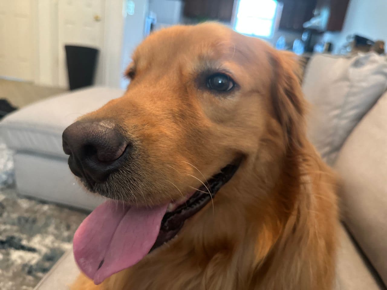 Pet travel photo 5
