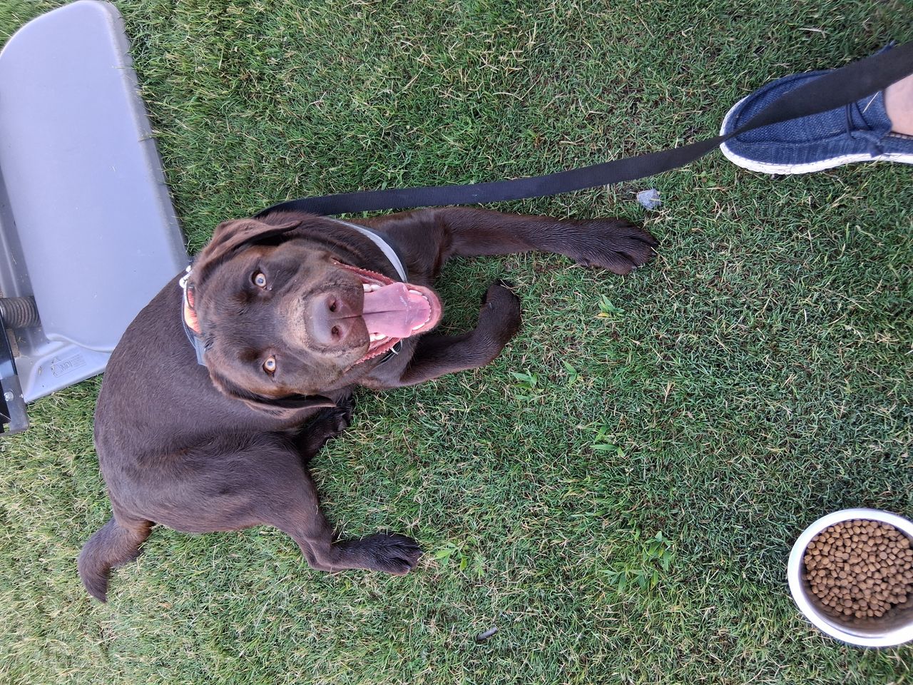 Pet travel photo 1