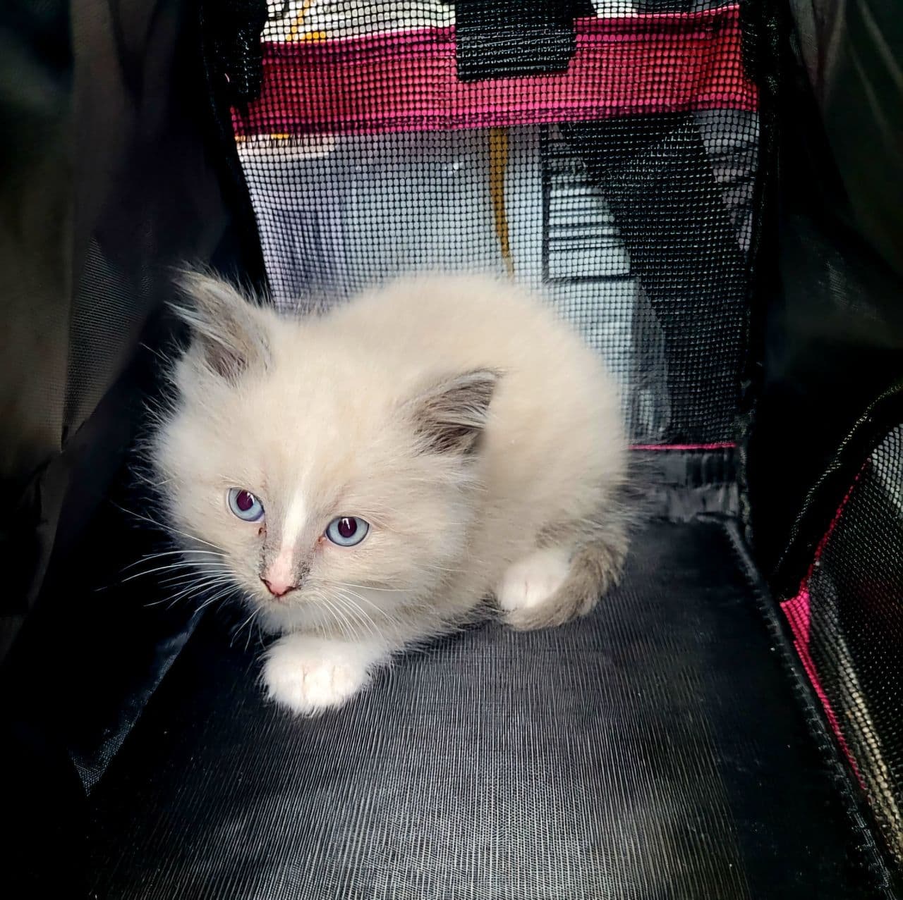 Pet travel photo 5