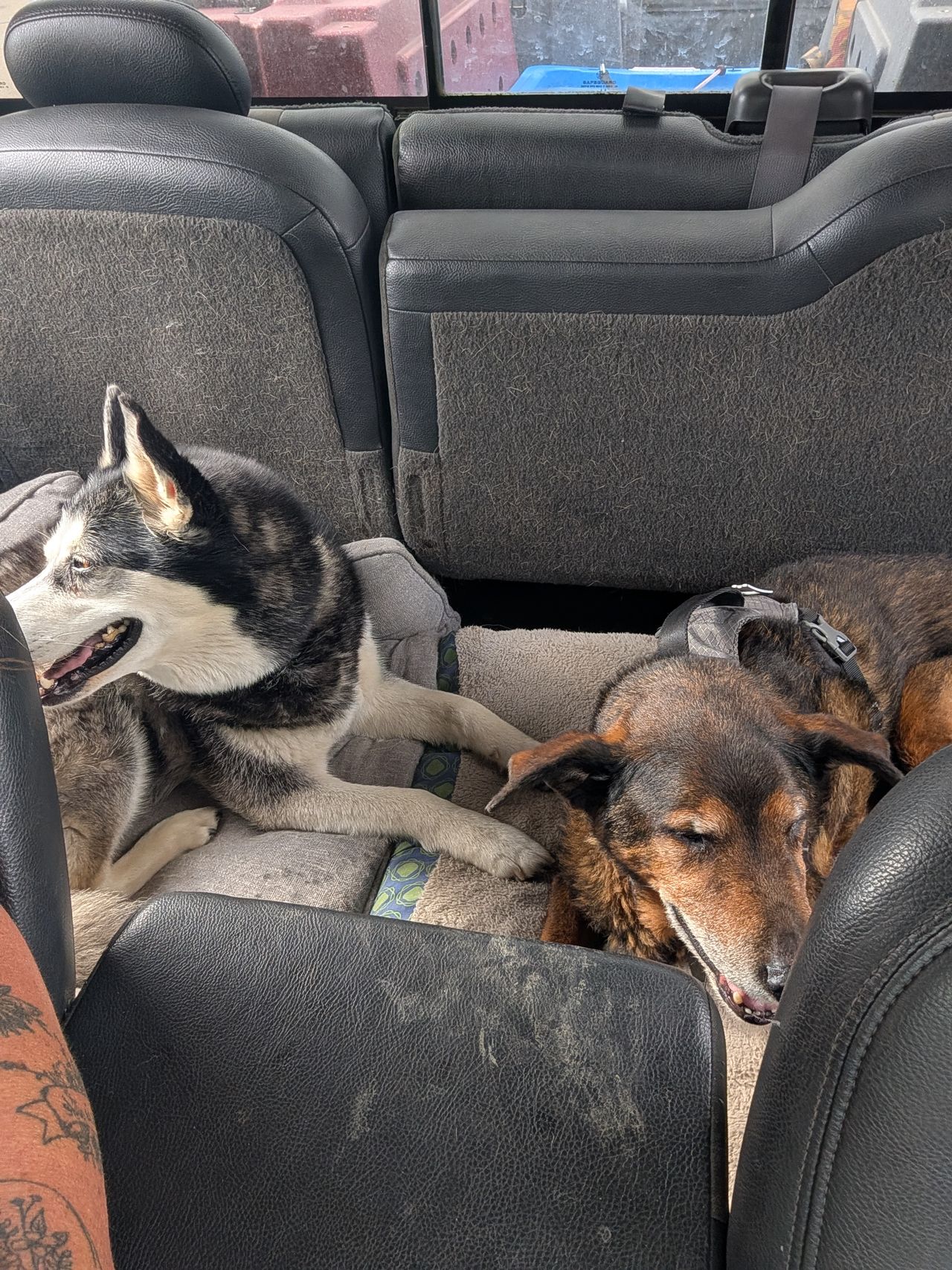 Pet travel photo 5