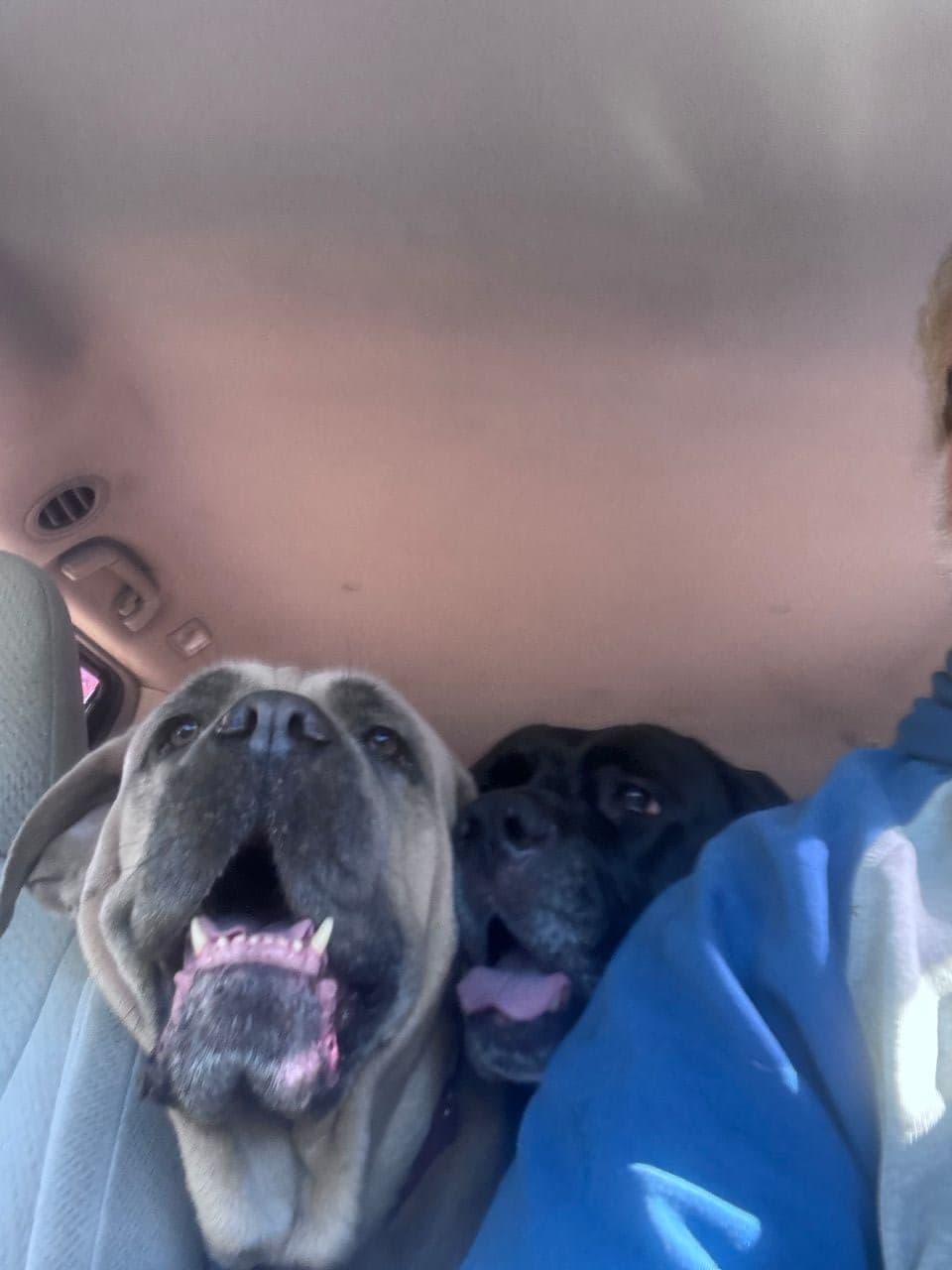 Pet travel photo 5
