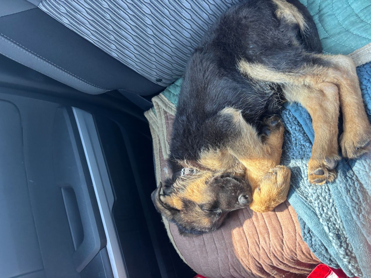 Pet travel photo 2