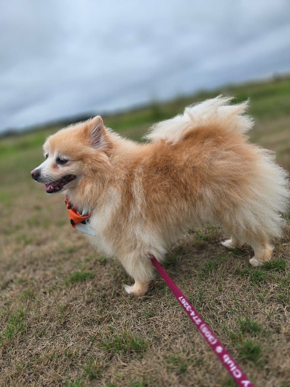 Pet travel photo 2