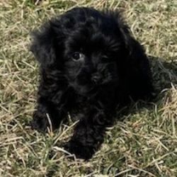 Yorkipoo named Archie