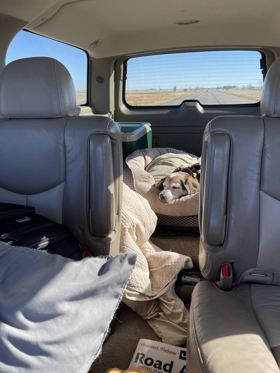 Pet travel photo 5
