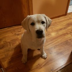Labrador Retriever named Puppy