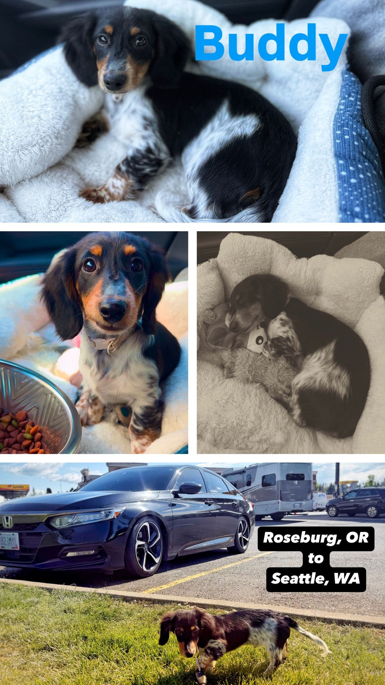 Pet travel photo 3