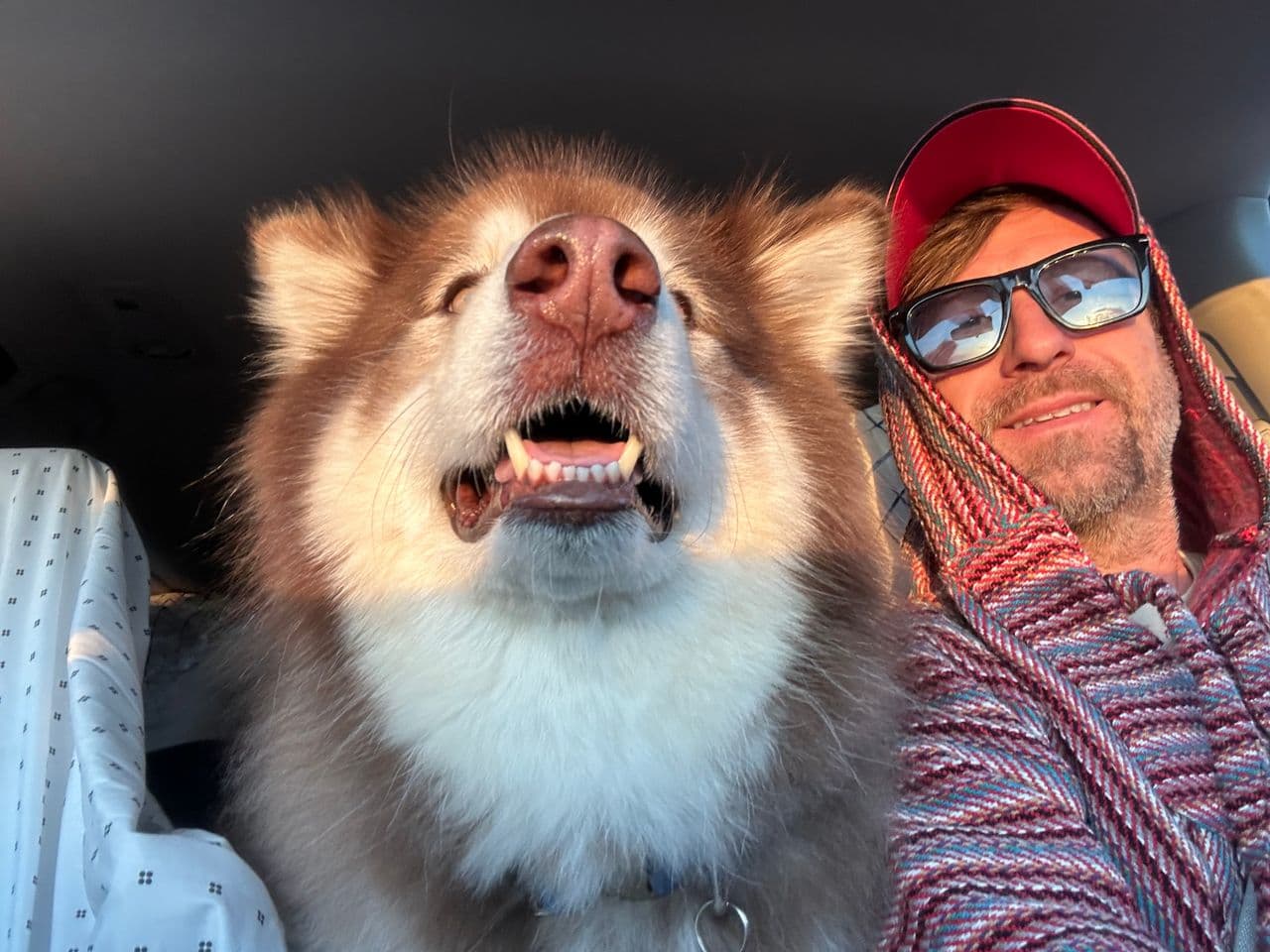 Pet travel photo 5