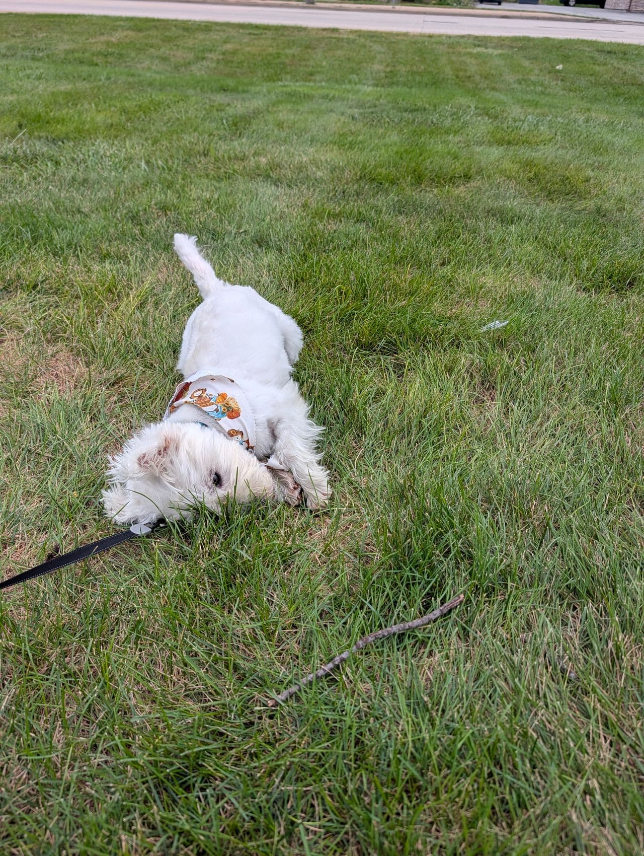 Pet travel photo 4