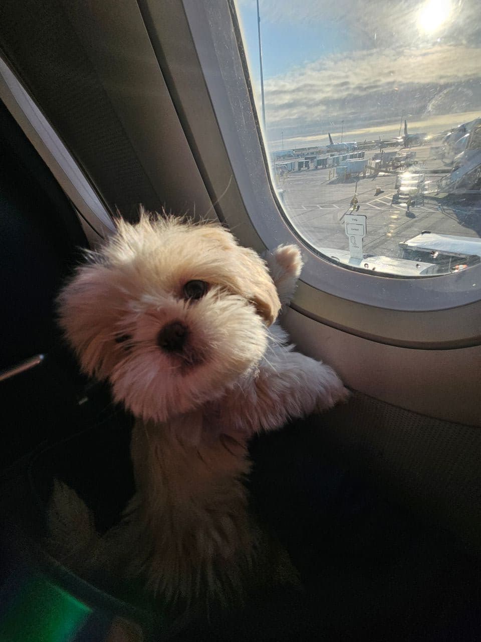 Pet travel photo 1