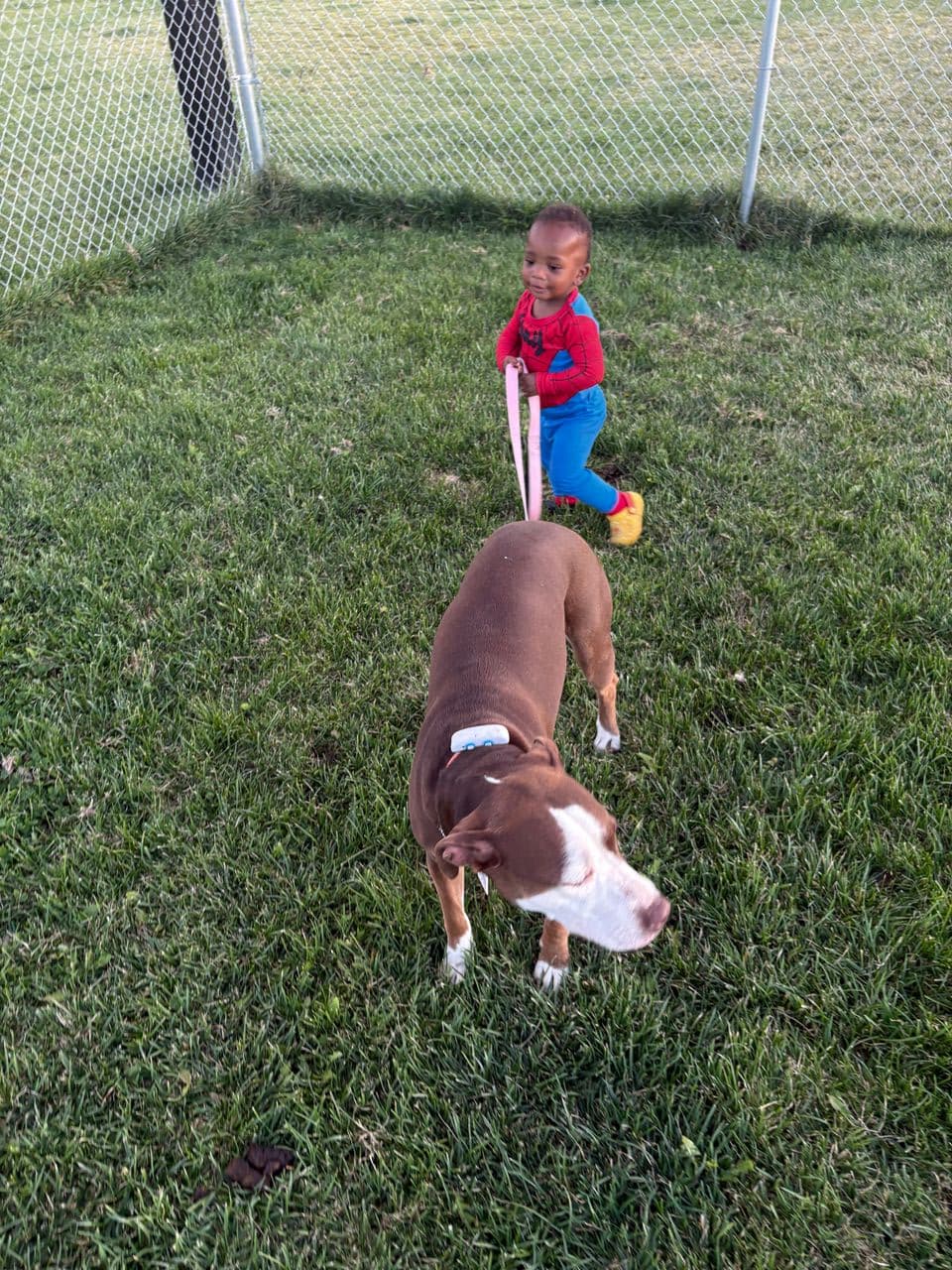 Pet travel photo 2
