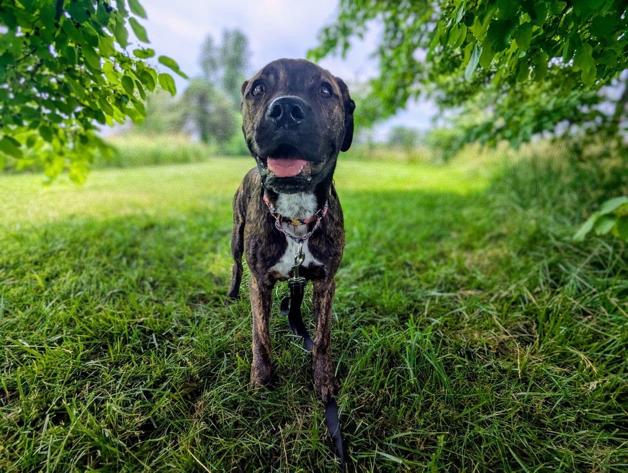 Pet travel photo 3
