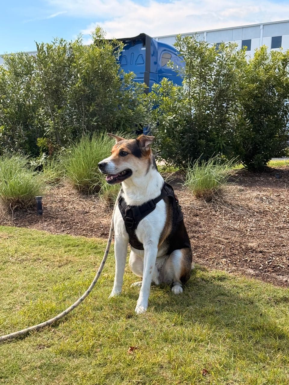 Pet travel photo 6