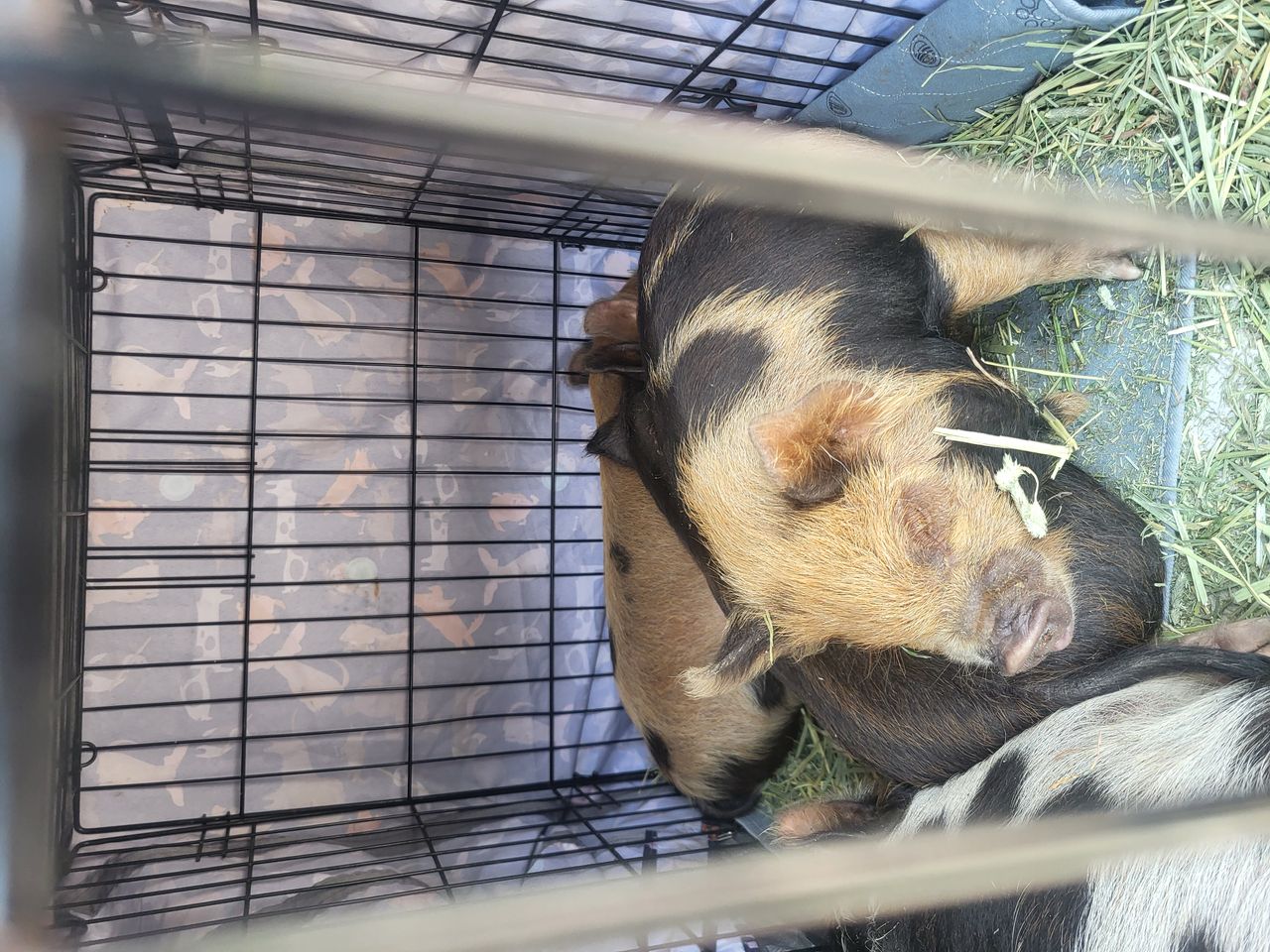Pet travel photo 1