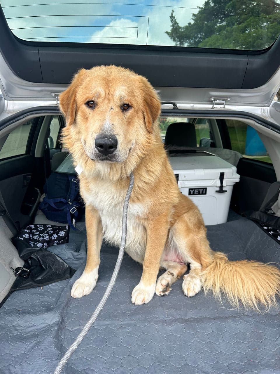 Pet travel photo 1