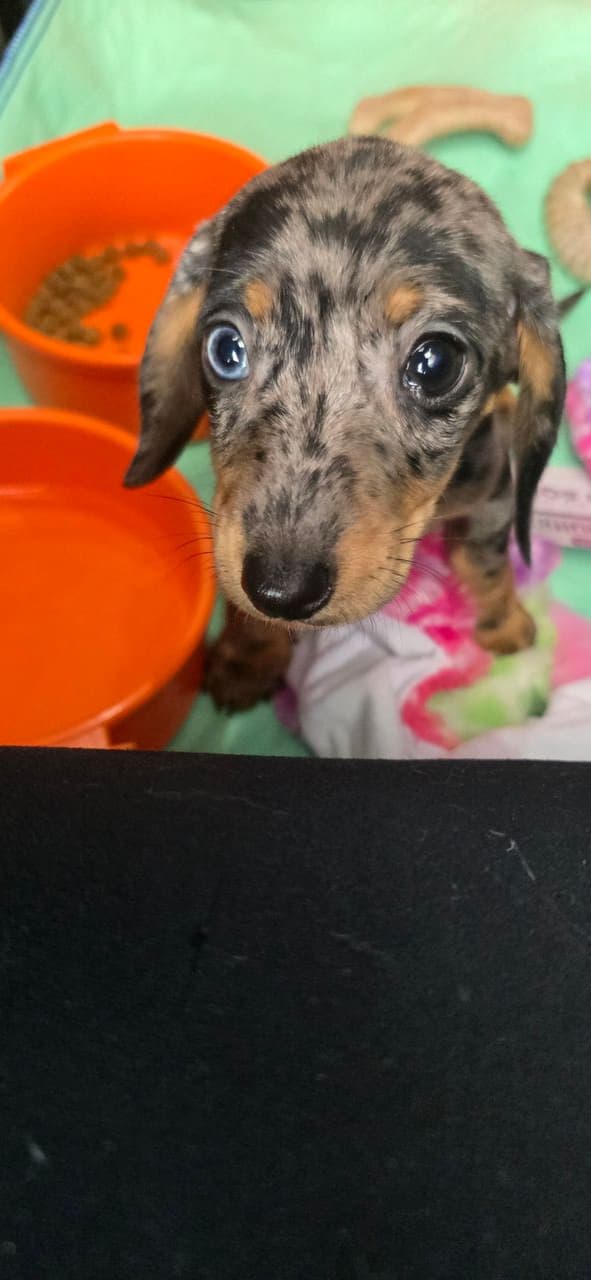 Pet travel photo 2