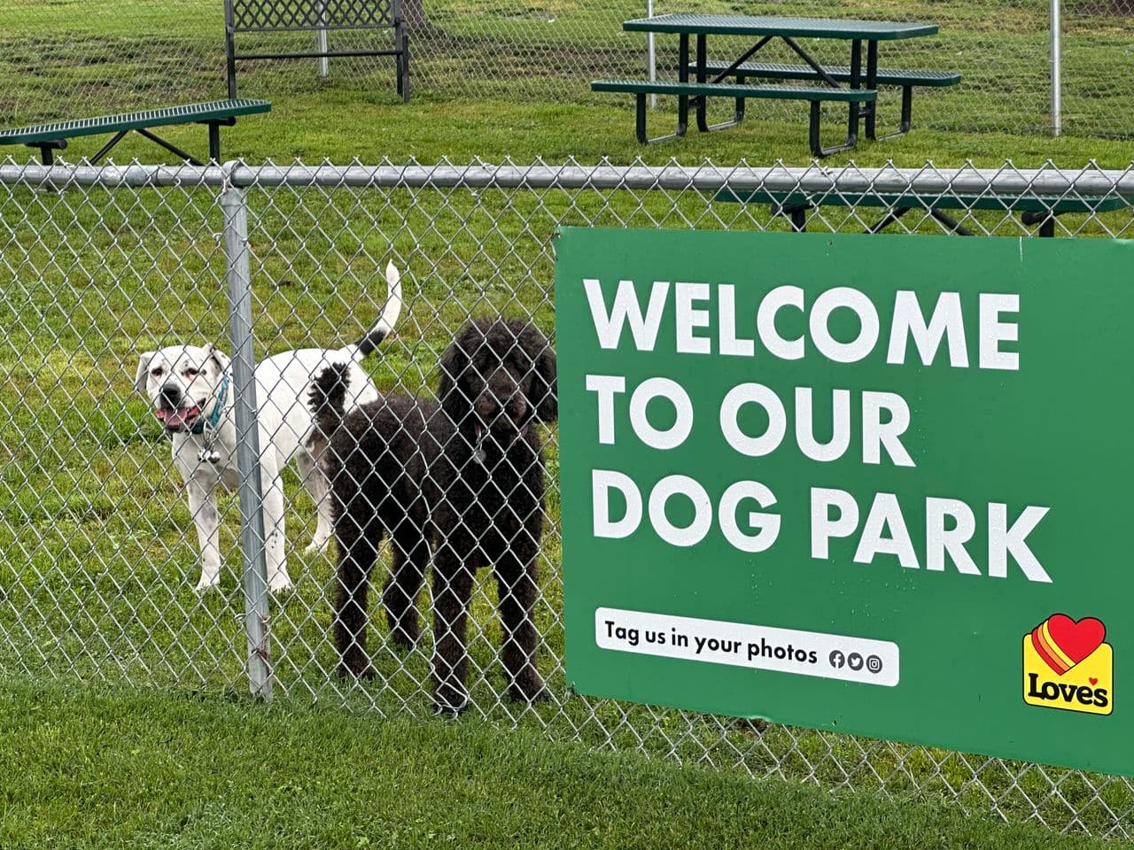 Pet travel photo 3