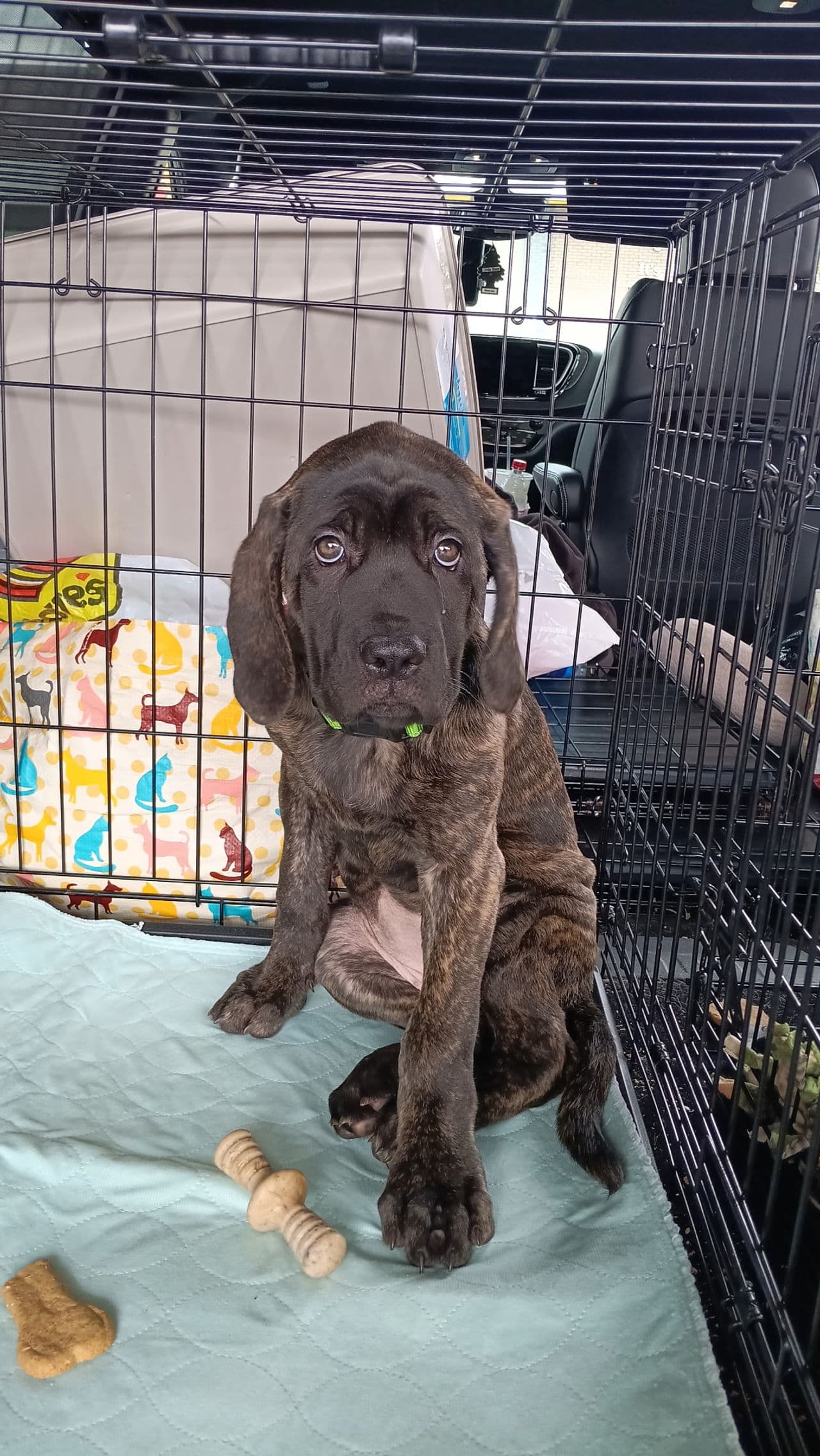 Pet travel photo 3