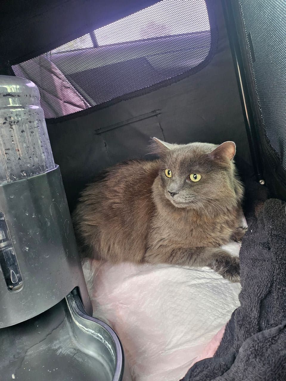 Pet travel photo 2
