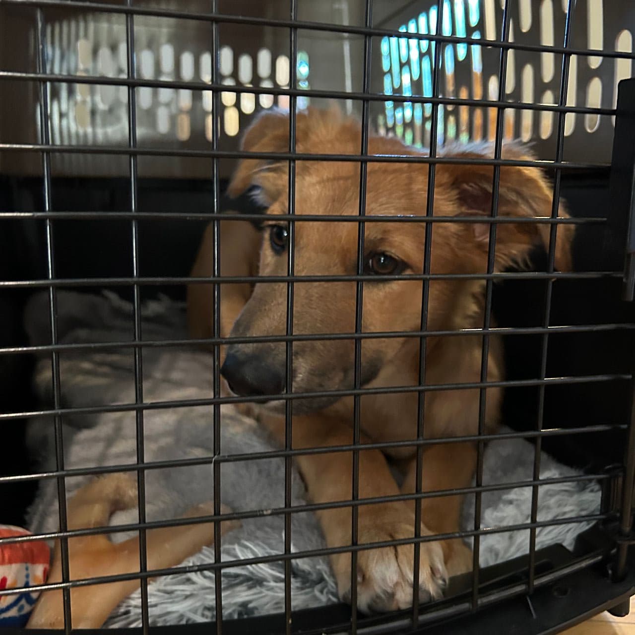 Pet travel photo 4