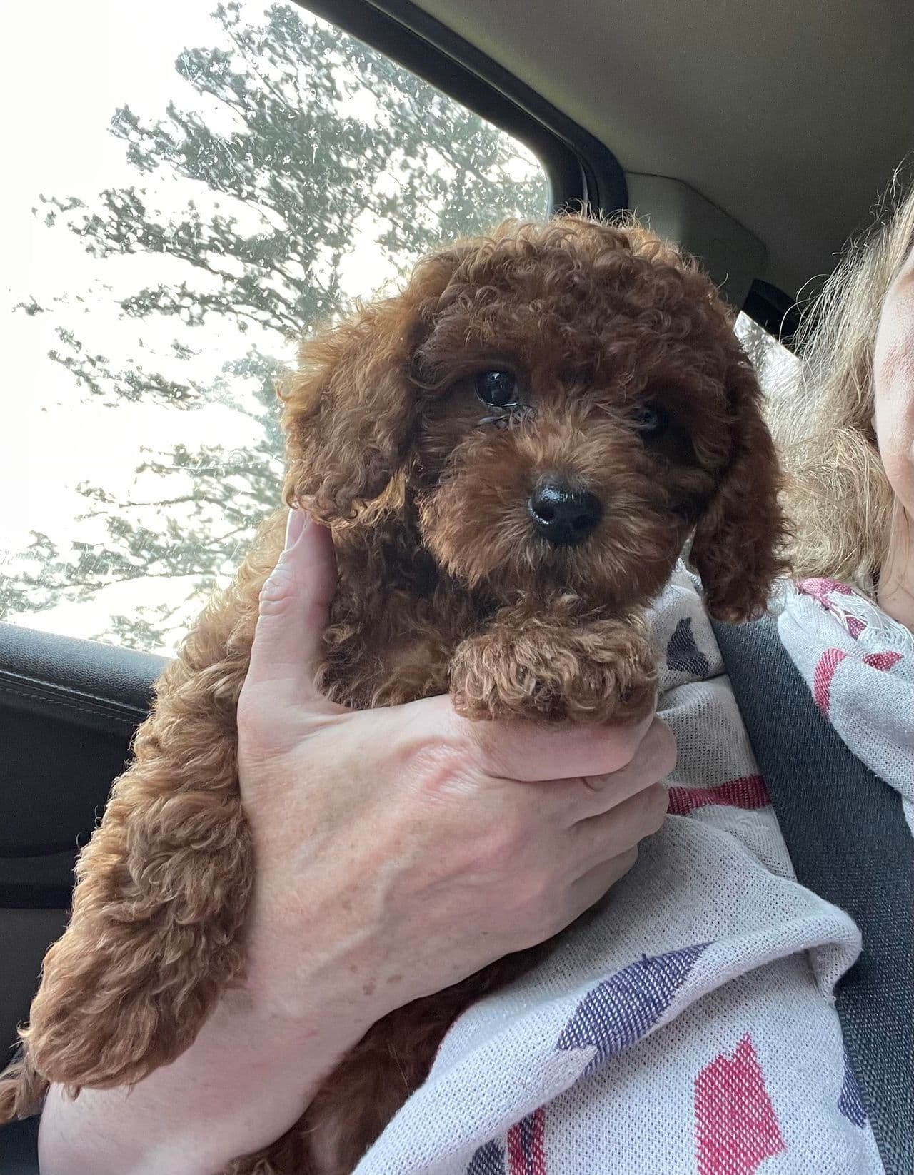 Pet travel photo 2