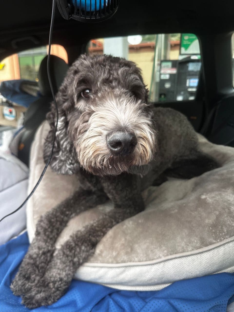 Pet travel photo 3